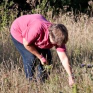 Pulling Thistles