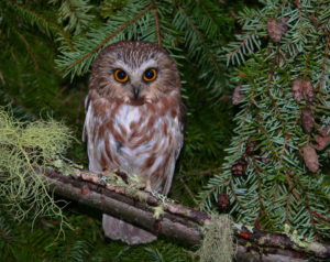 Saw Whet Owl