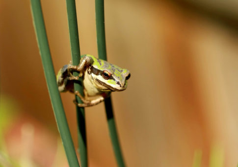 Tree Frog