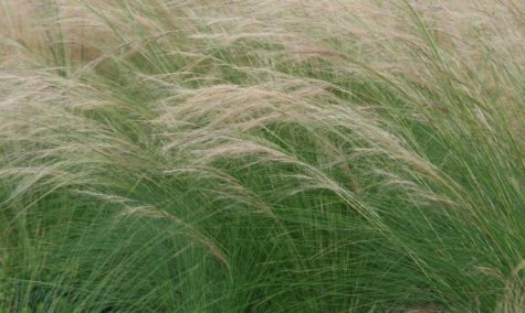 Abstract of Grasses