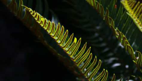 Abstract of Sword Fern