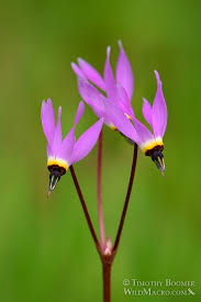 Flower of Broad Leafed Shooting Star