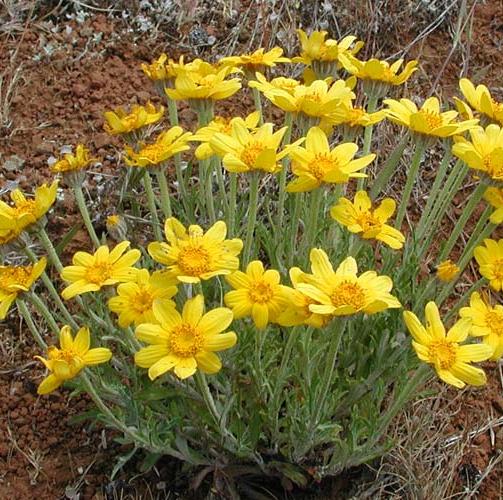 woolly-sunflower